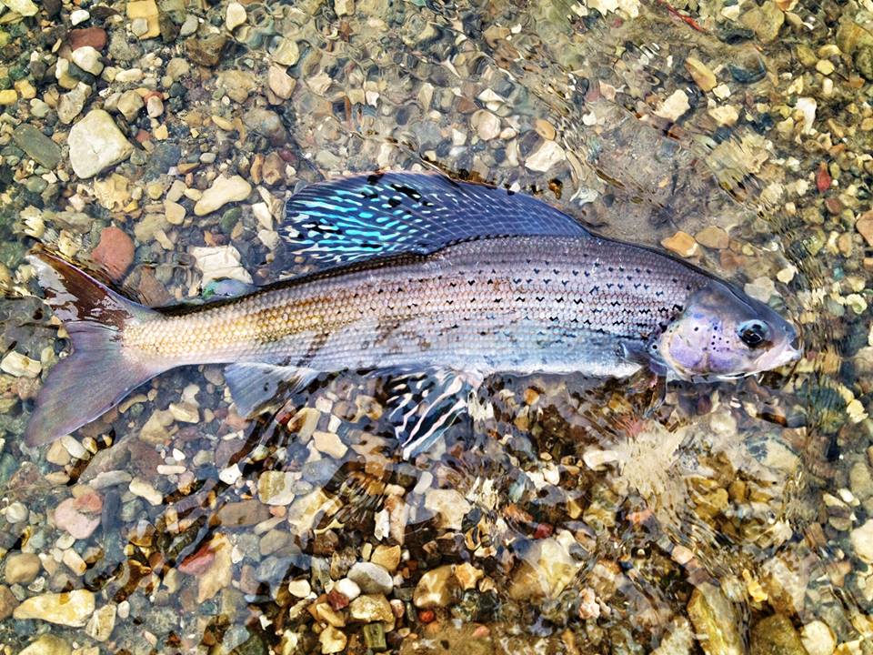 The Arctic grayling is known for its prominent dorsal fin.