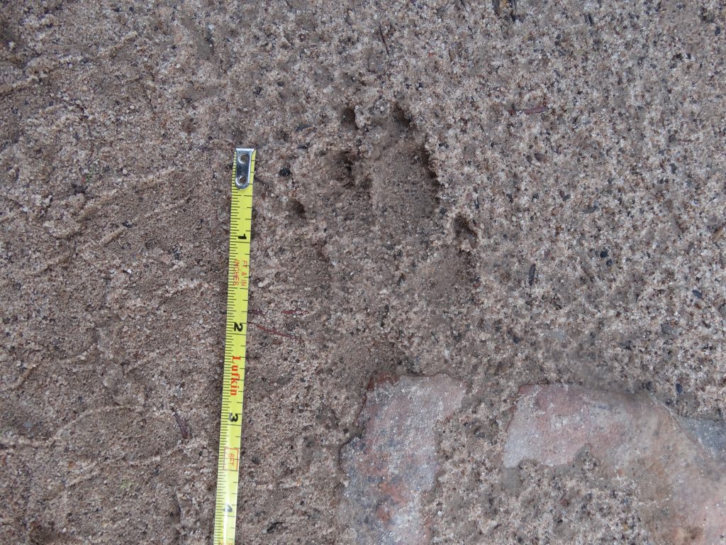 Wolf pup track