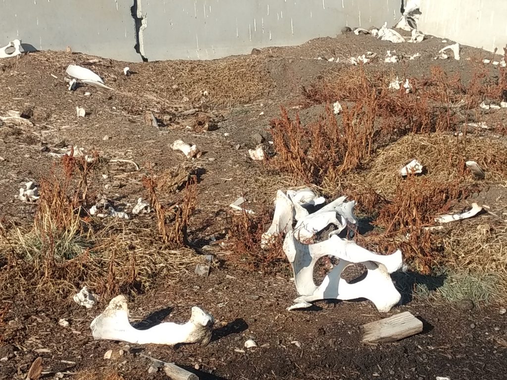 Carcasses break down into compost (dirt), but the bones remain.