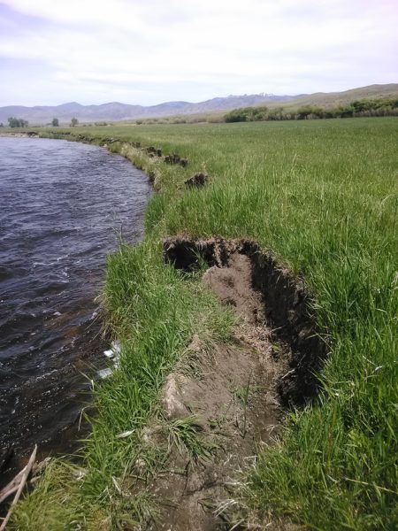 Typical bank erosion on hay and pasture land in the lower Big Hole River.
