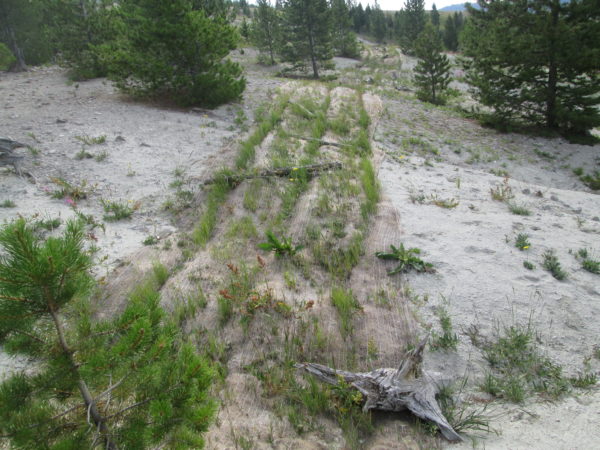 California Creek vegetation strip, high growth